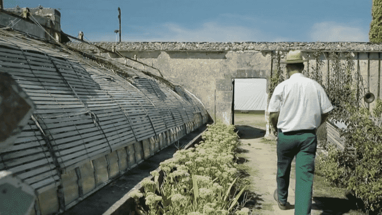 the impressive collection of tomato varieties from a Château de la Loire