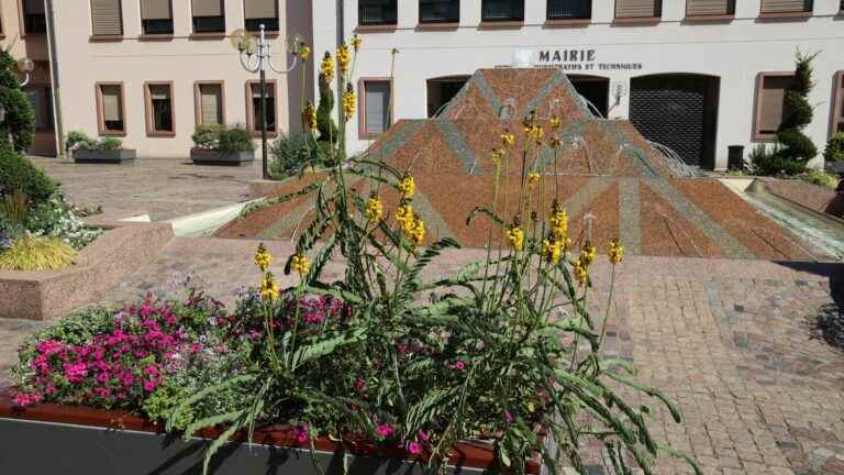 the mayor of Colmar calls for solidarity after the rejection of his request for an exemption to continue watering the flowers