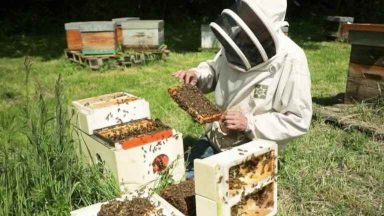 the methods of beekeepers to save the bees