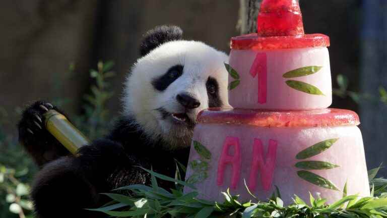 the panda twins celebrated their first birthday in front of their fans