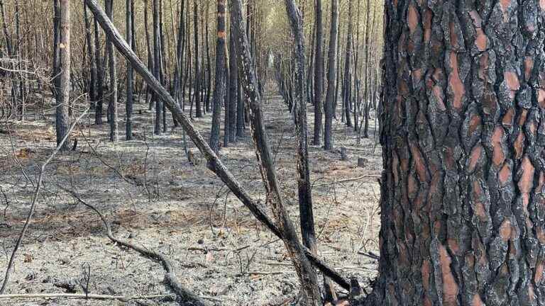 the two fires in the Double forest are fixed, a hundred hectares burned