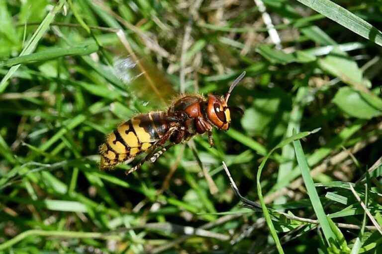 the two men bitten nearly 50 times by hornets are out of danger