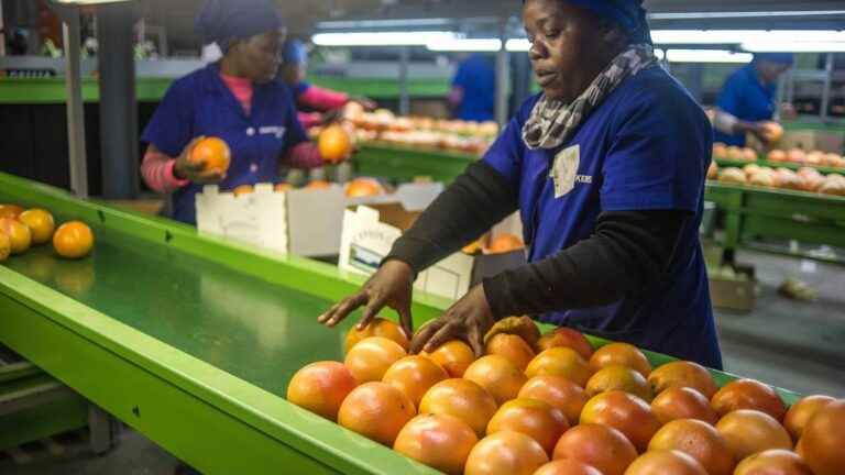 tons of oranges blocked in European ports for health reasons