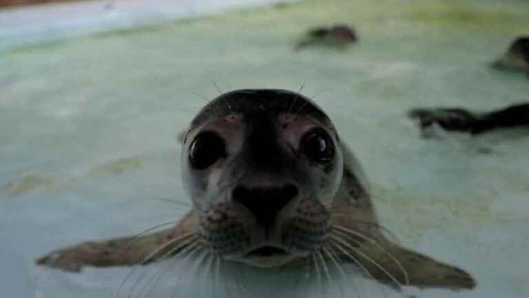 tourists frighten female seals, who leave their children abandoned