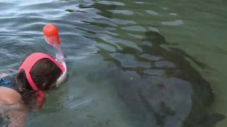 turtles swim among tourists