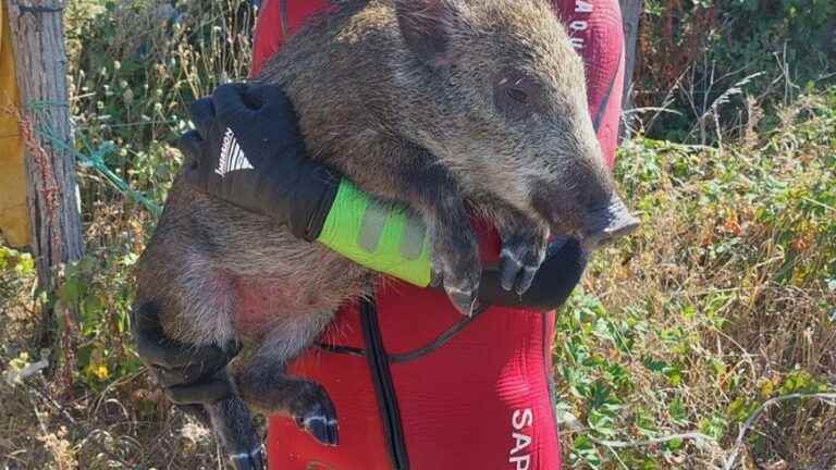 twenty wild boars drowned in a pond