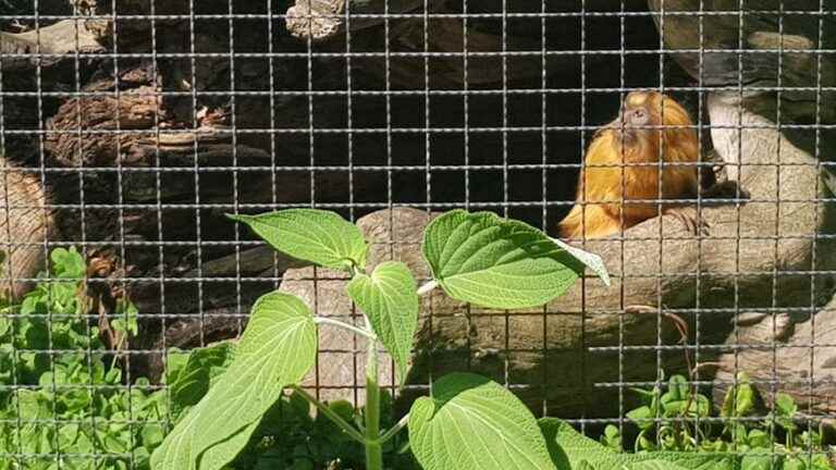 two little golden lion tamarins were born in the botanical garden, a unique event in France