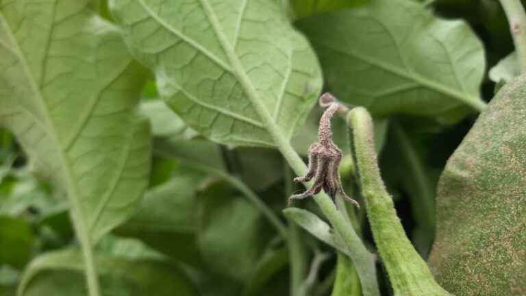 up to 15% loss for some market gardeners in the Pyrénées-Orientales