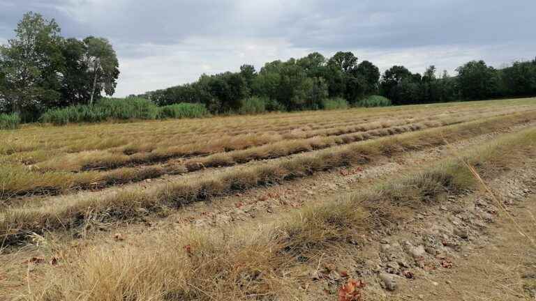 water storage must be replaced “on the surface” by storage “in the ground”, says a specialist