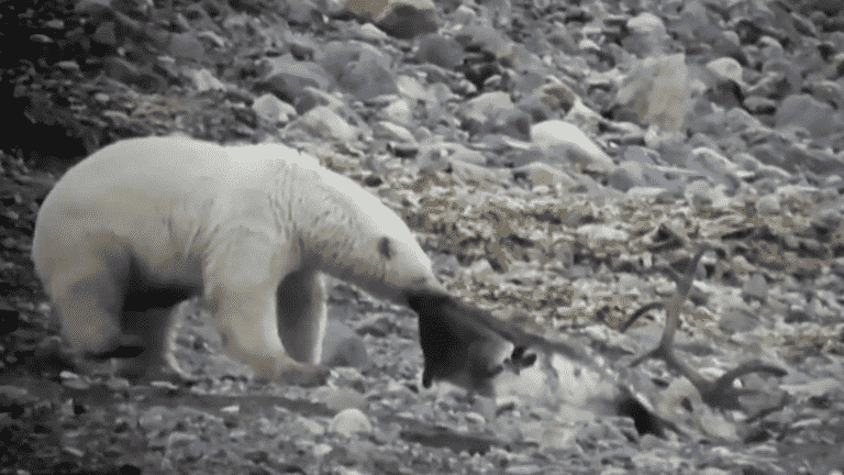 with global warming, polar bear attacks are increasing