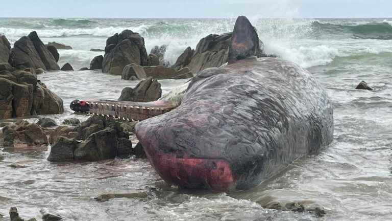 14 sperm whales found dead after being stranded in Tasmania