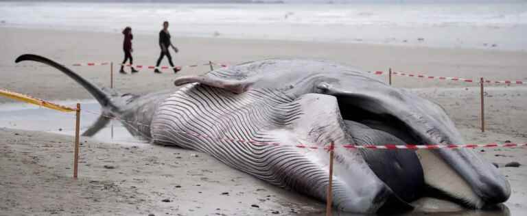 230 cetaceans stranded in Australia, ‘about half’ presumed dead