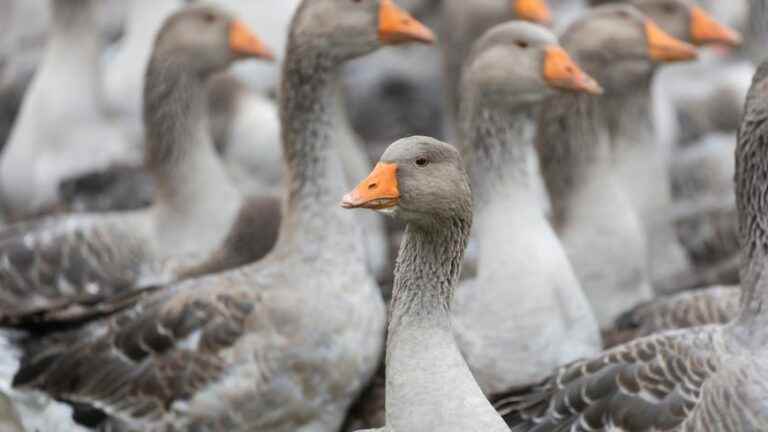 A case of bird flu detected in a duck farm in Mezeray