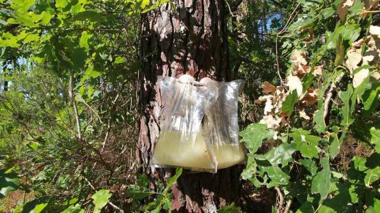 A scent of the Landes in the Cévennes with maritime pine resin