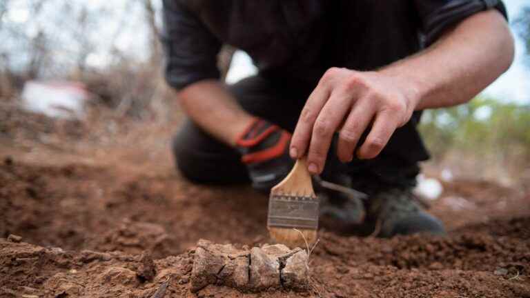 Africa’s oldest dinosaur discovered in Zimbabwe