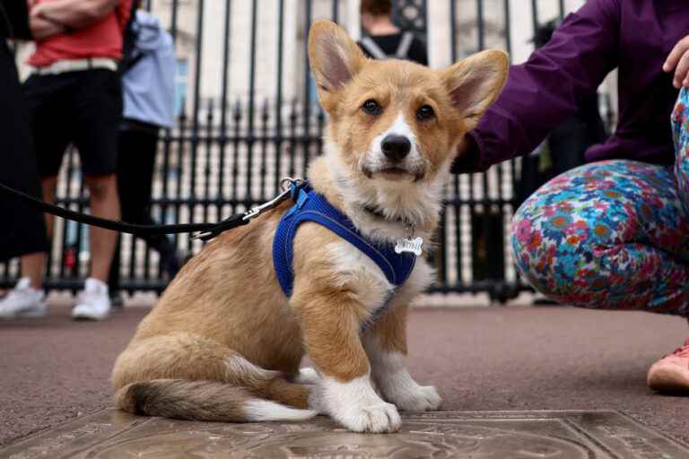 After the death of the queen |  Corgi prices hit record highs