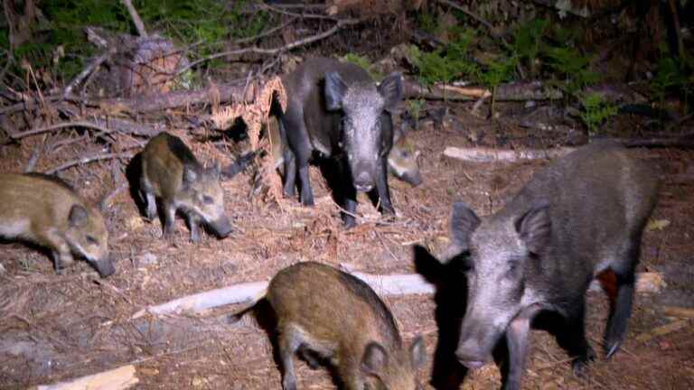 After the summer fires, hunters in Gironde monitor the return of animals