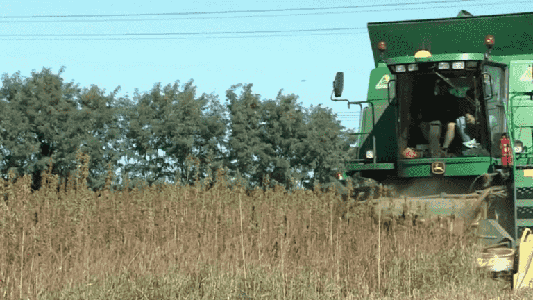 Agriculture: hemp, a crop of the future