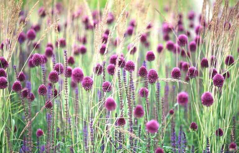 Alliums, splendid autumn bulbs!