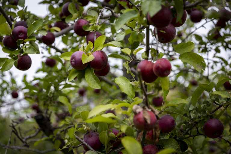 Apple growing |  A good harvest, but less nutritious than before