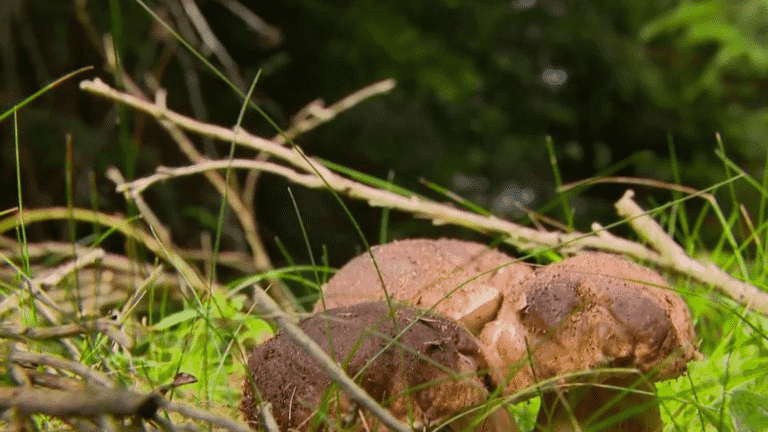 Ardèche: the season promises to be exceptional for porcini mushrooms