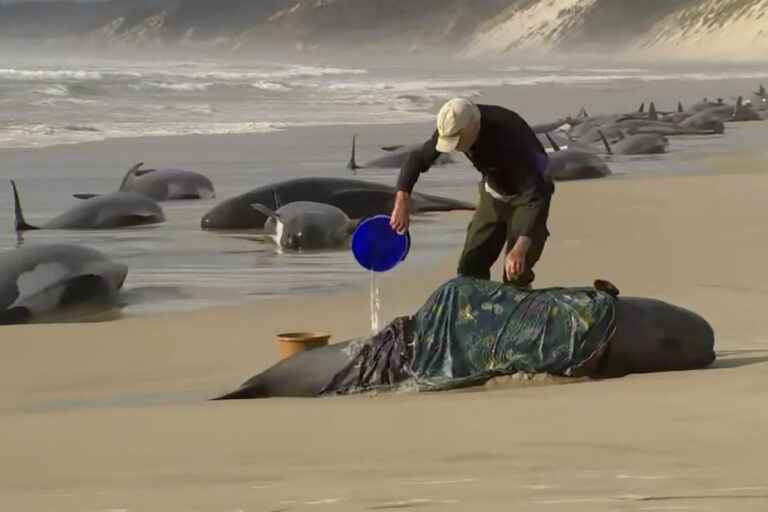 Australia |  200 cetaceans die stranded on a beach