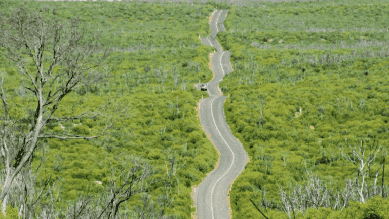 Australia: after the violent fires of 2019, the forest is reborn from its ashes