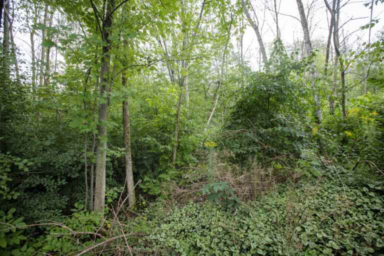 Barbe Creek Woods |  Laval did not protect an environment of “high ecological value”