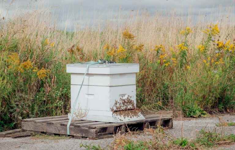 Beekeepers and honey houses in the red