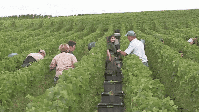 Bertrand has been harvesting for 40 years for Maison Dupuis-Maurois