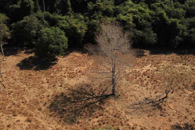 Brazil |  Forest fires are accelerating deforestation in the Amazon