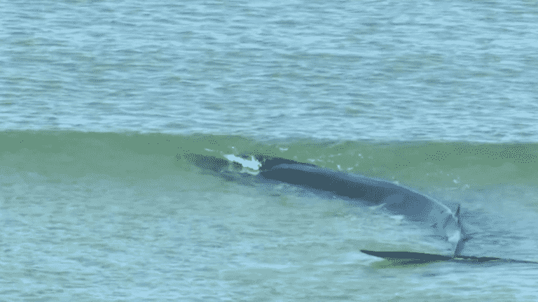 Brittany: a stranded whale was saved