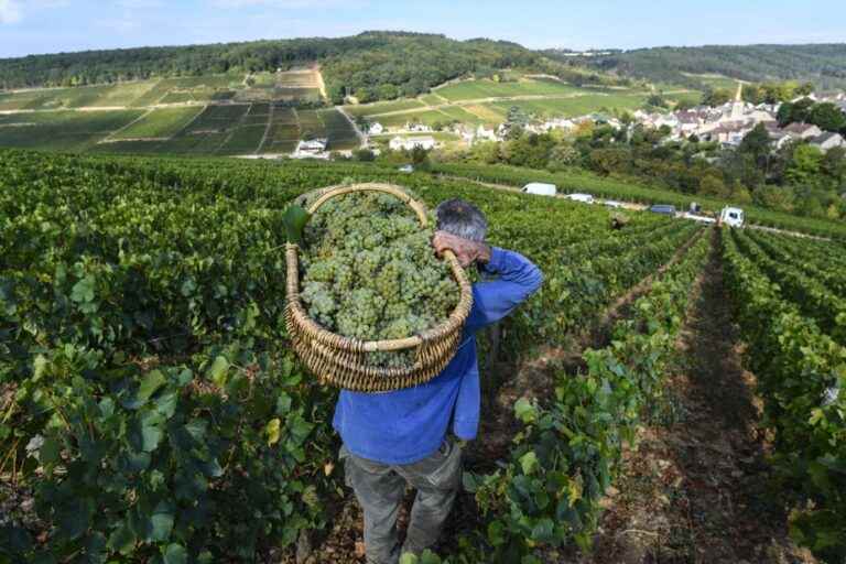 Burgundy towards a “beautiful and generous” vintage