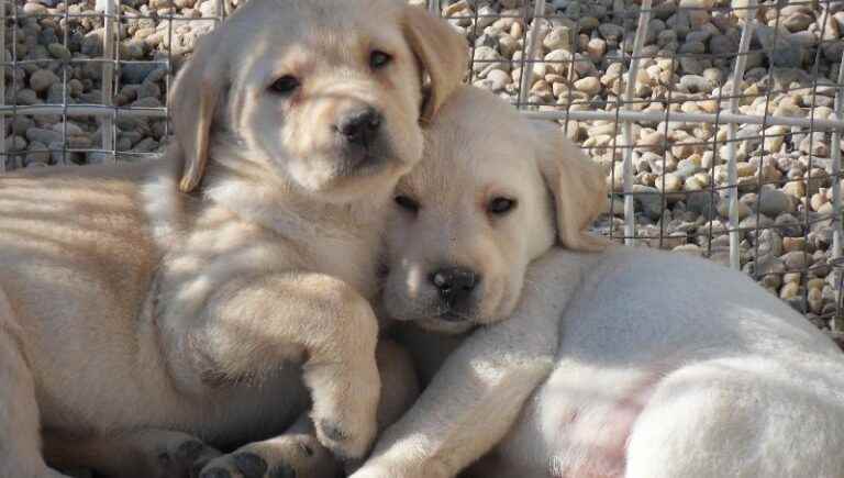 Cathy and Bruno Goursaud, Labrador breeders in Bréville, north of Cognac