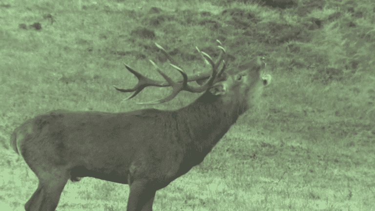 Chambord: the slab of the deer, a spectacle that enchants visitors