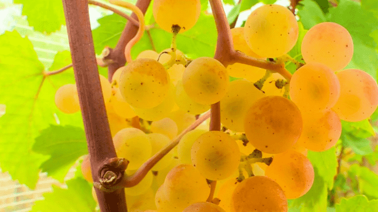 Chasselas, a cooking grape