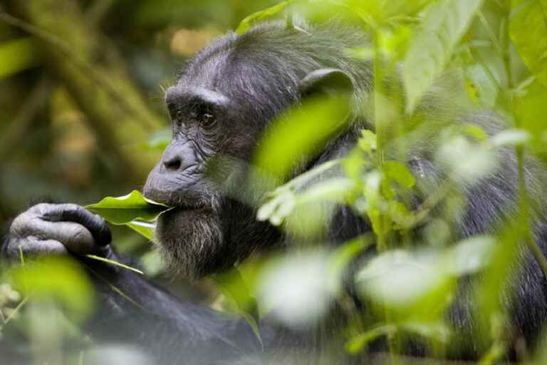 Chimpanzees have a sense of rhythm all their own