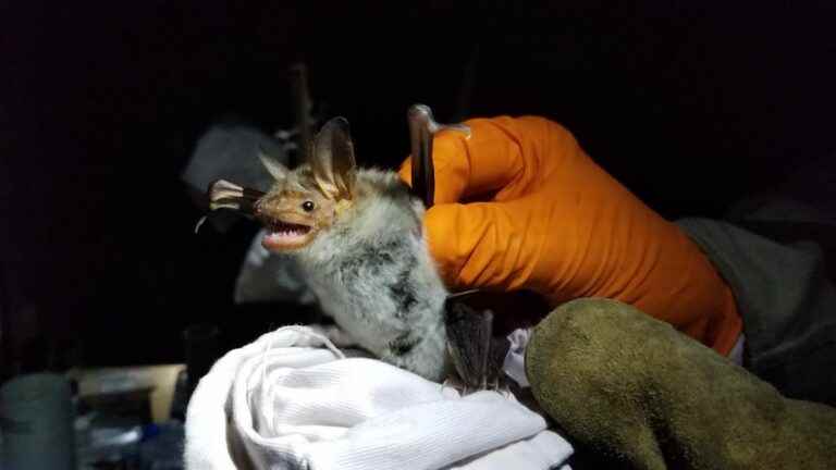 Coronavirus, monkey pox, Ebola… Why scientists are studying French bats to better understand zoonoses