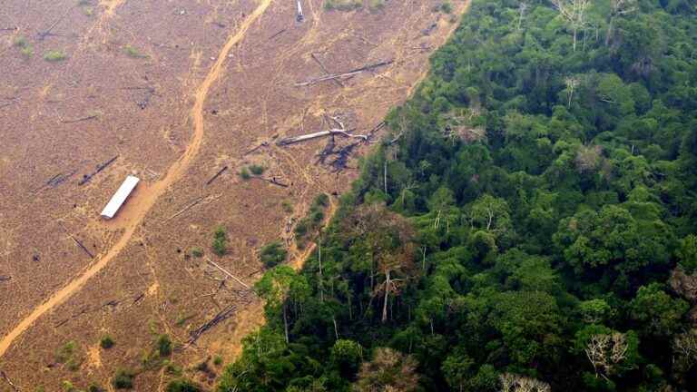 Deforestation, climate change… We explain to you why the Amazonian forest is always going up in smoke