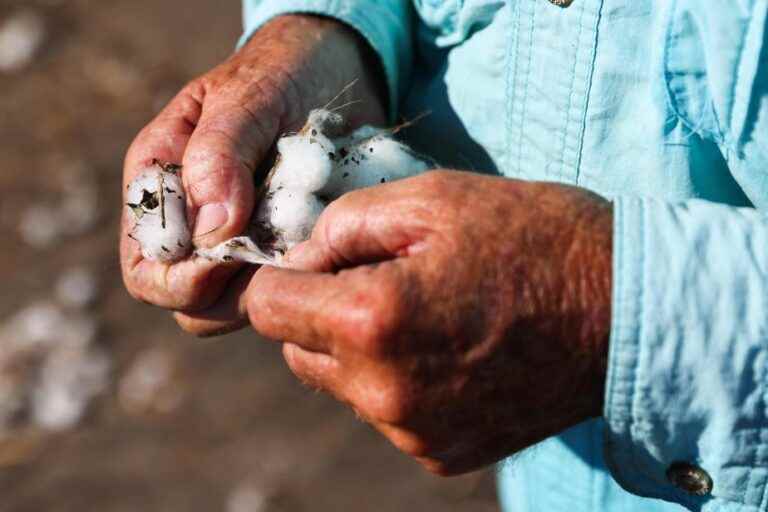 Drought ravages Texas cotton fields