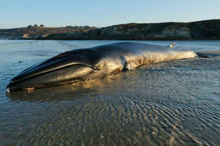 EXCLUSIVE.  Whale stranded.  A third cetacean stranded in the Bay of Douarnenez