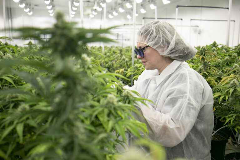 Fourth quarter |  Aurora Cannabis realizes a net loss of 618.8 million