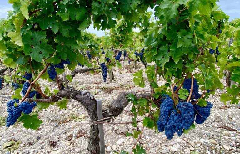 Harvest in the Médoc (2)