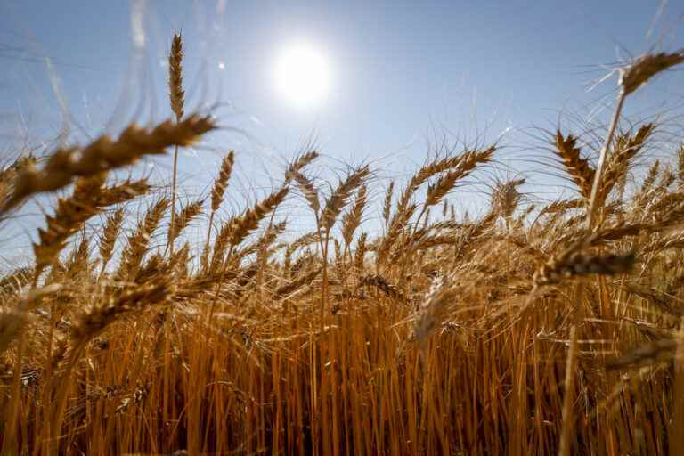 Heatwaves |  “Extreme” risk on 71% of food production in 2045, warns a study