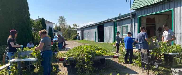 Hop cultivation on the North Shore: the challenge met for a second year