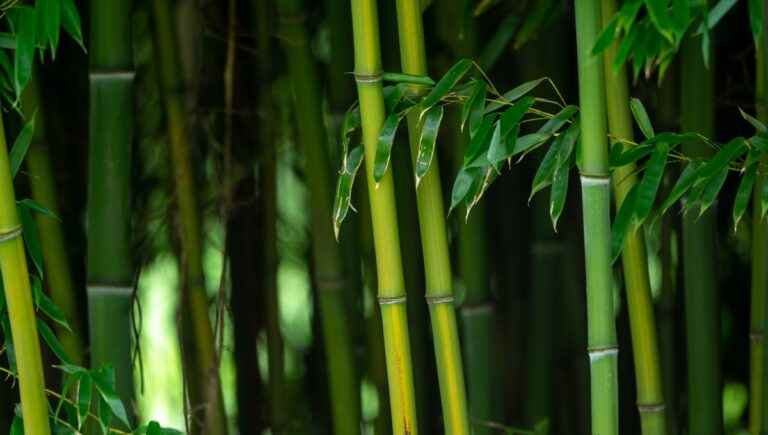 How to choose and successfully plant bamboo?  with Denis from the gardens of Lornay