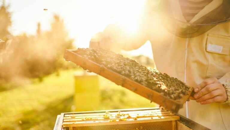 How to install a hive at home and become an amateur beekeeper?  with the Allobroges apiary