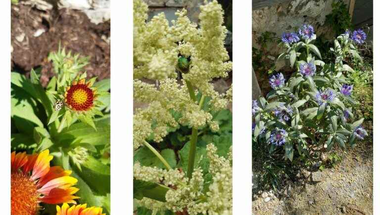 How to install a perennial flower bed