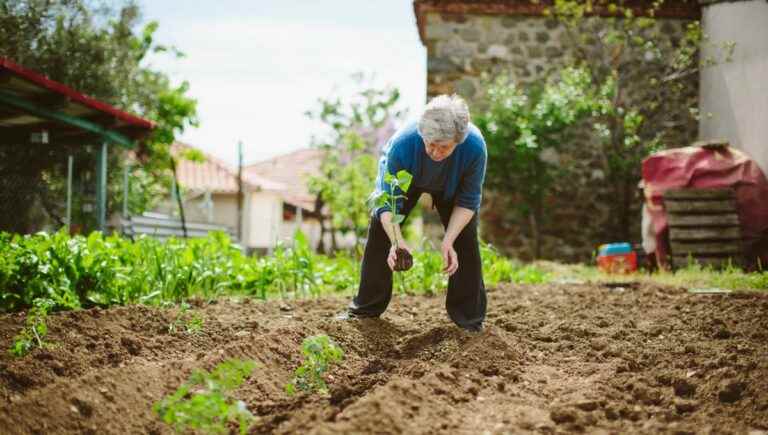 How to prepare the land before the next plantations?