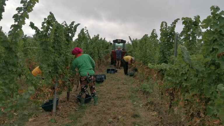 IN PICTURES – Early harvest in Monbazillac in the Dordogne with the drought